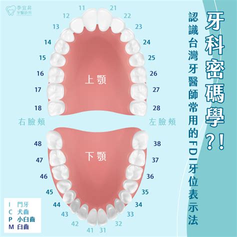 嘴巴牙齒|牙齒解剖